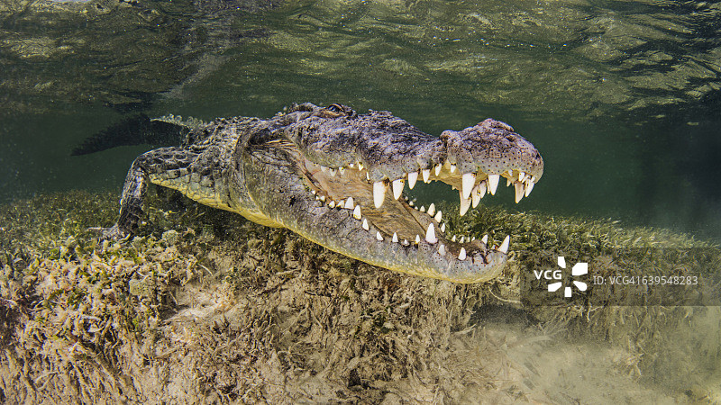 水下景观：美洲鳄在海床上，嘴巴张开图片素材