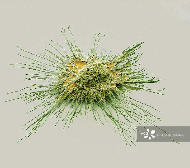 树突状细胞扫描电镜图图片素材