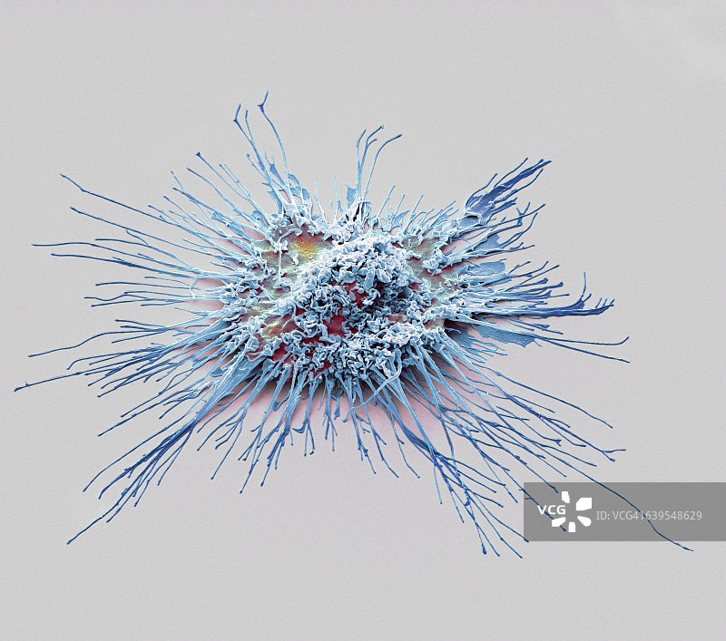 树突状细胞扫描电镜图图片素材