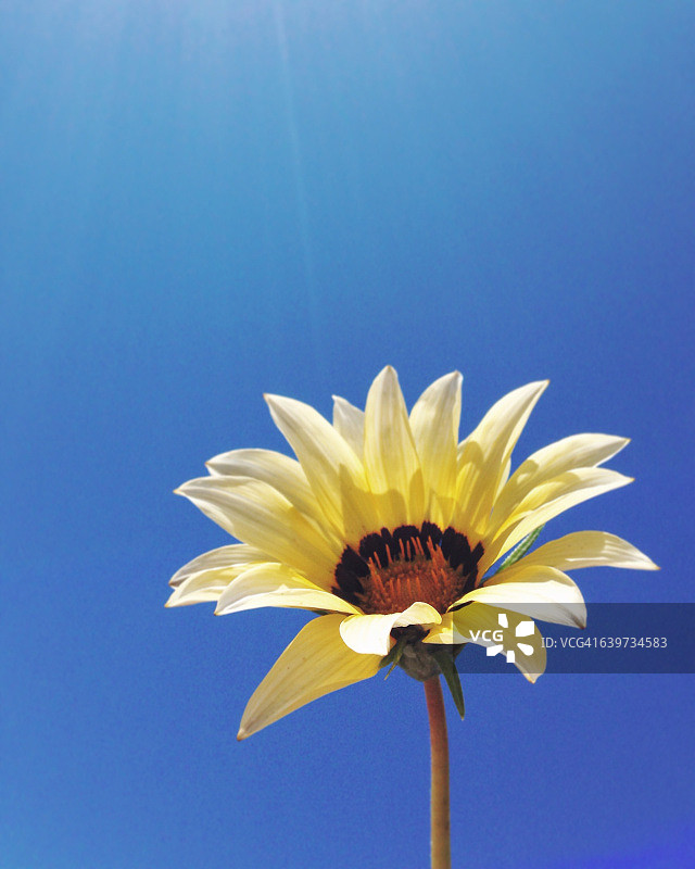 明亮蓝天下的一朵黄花图片素材