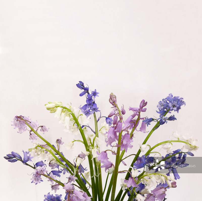 淡雅的粉蓝色风铃草和文案空间图片素材