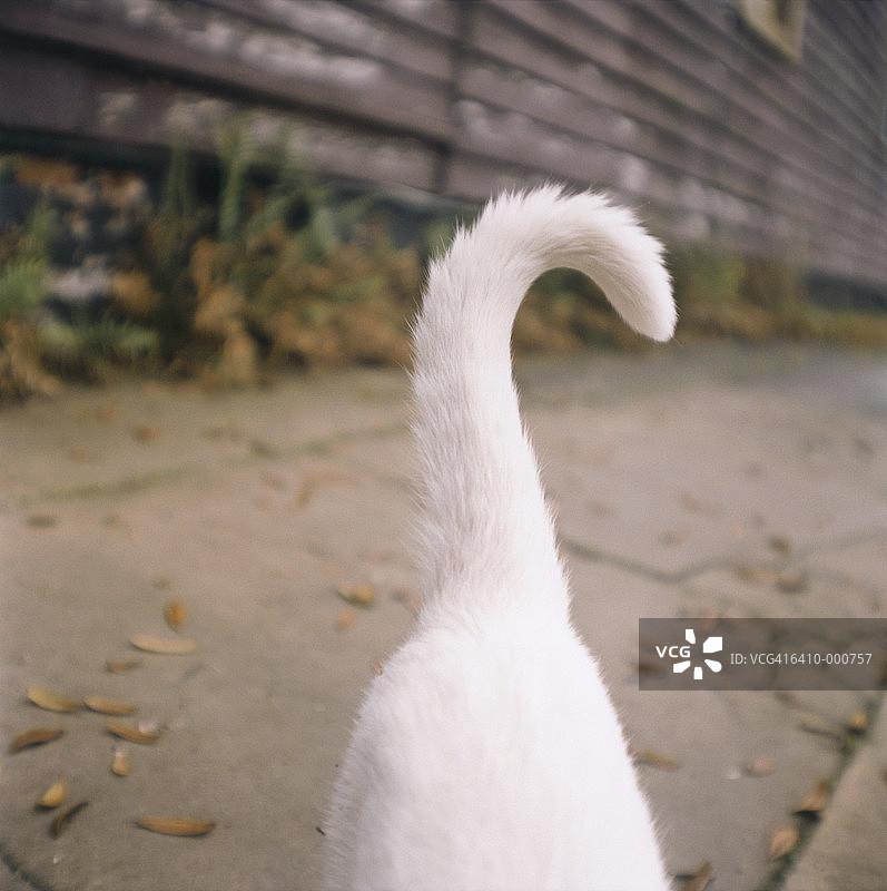 白色猫咪的尾巴图片素材