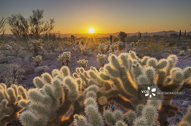 索诺兰沙漠日落图片素材