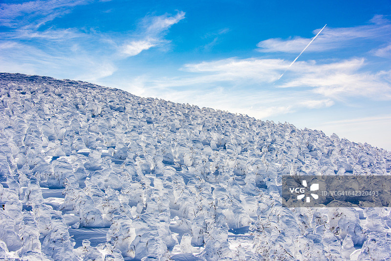 冰冻的树木图片素材