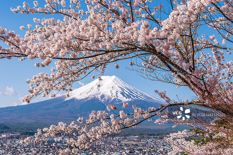 富士山与樱花图片素材
