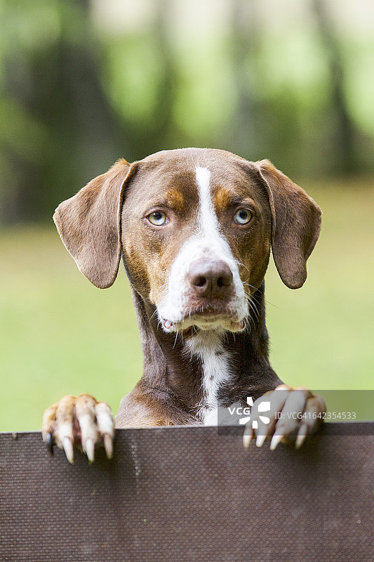 路易斯安那卡塔荷拉豹犬图片素材