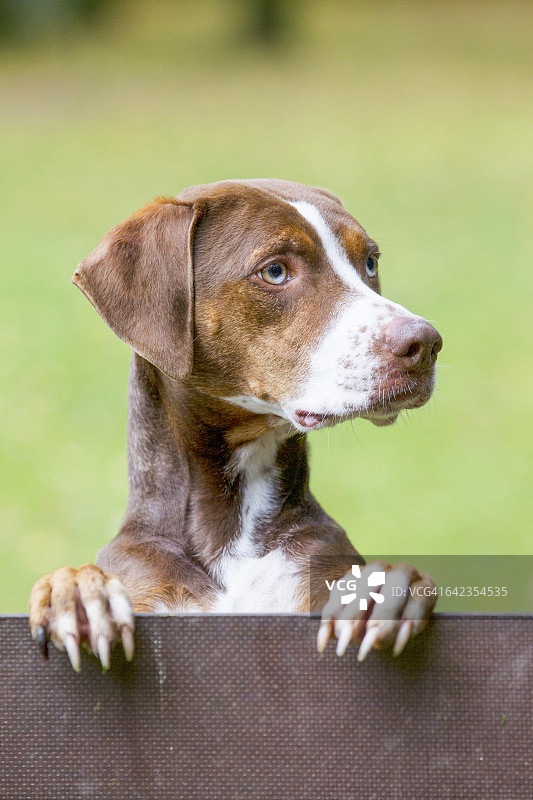 路易斯安那卡塔荷拉豹犬图片素材
