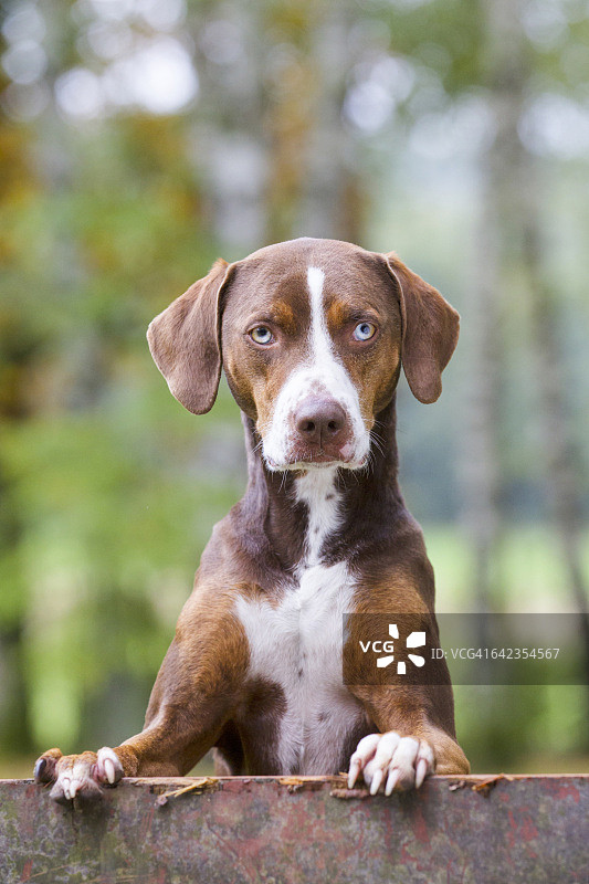 路易斯安那卡塔荷拉豹犬图片素材
