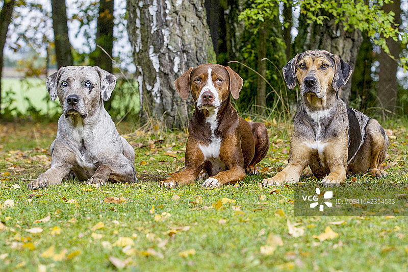 路易斯安那卡塔荷拉豹犬图片素材