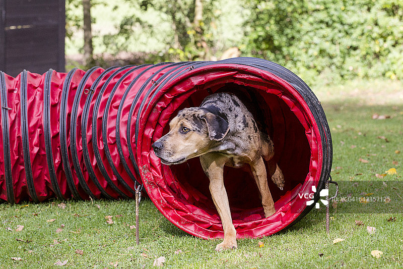 敏捷性图片素材