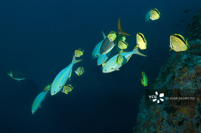 由裂唇鱼清洁的蓝条鱼图片素材
