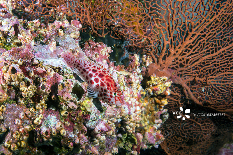 珊瑚礁上的珊瑚鹰鱼图片素材