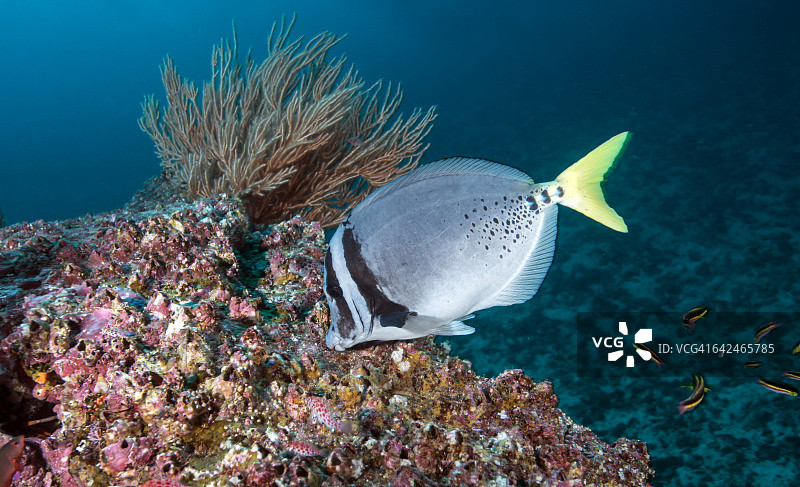 黄尾刺尾鱼以珊瑚为食图片素材
