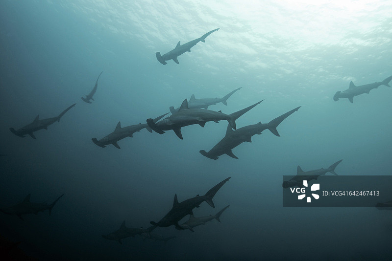 双髻鲨群图片素材