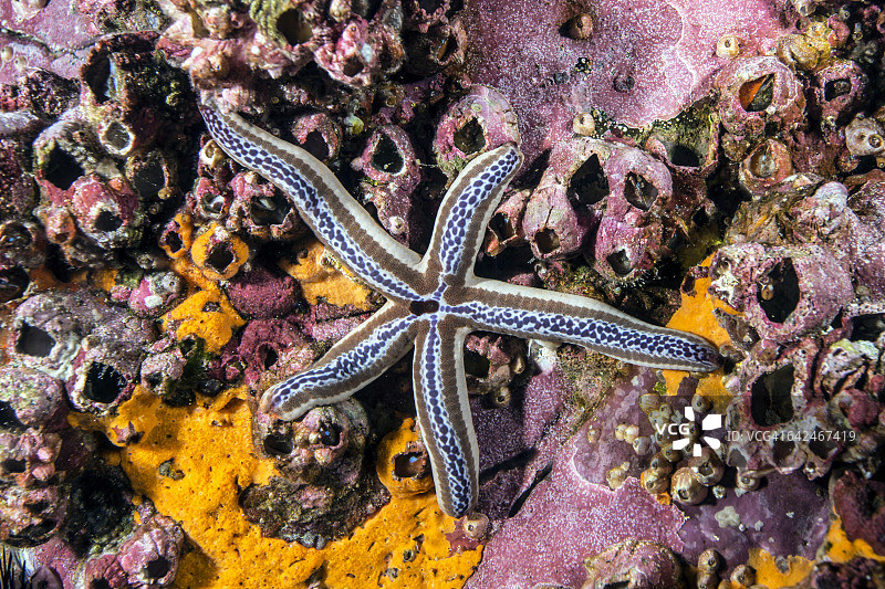 棕色海星图片素材