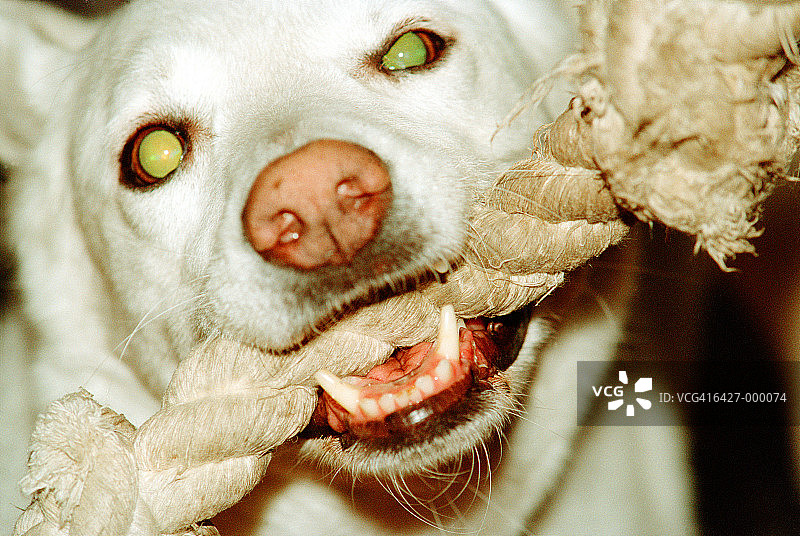 啃咬绳子的小狗图片素材