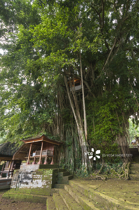 科亨寺的大榕树图片素材