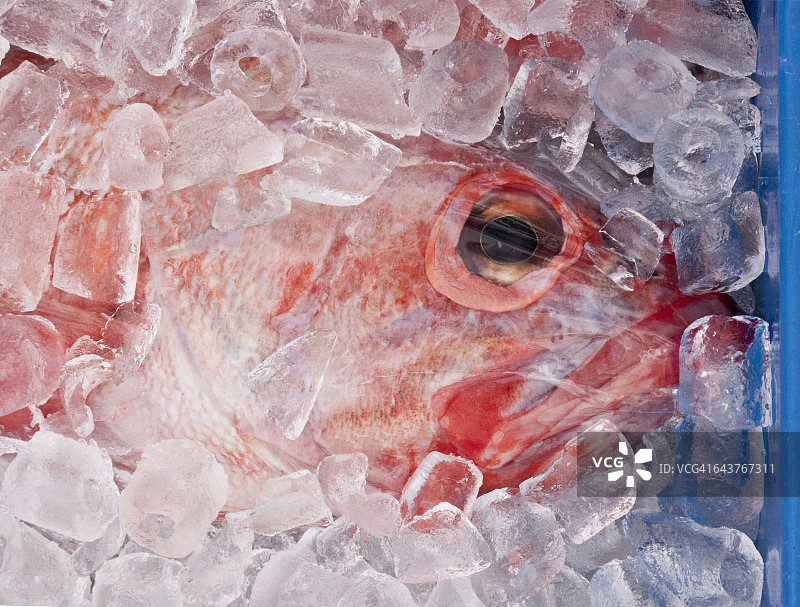 冰鲜红鱼图片素材