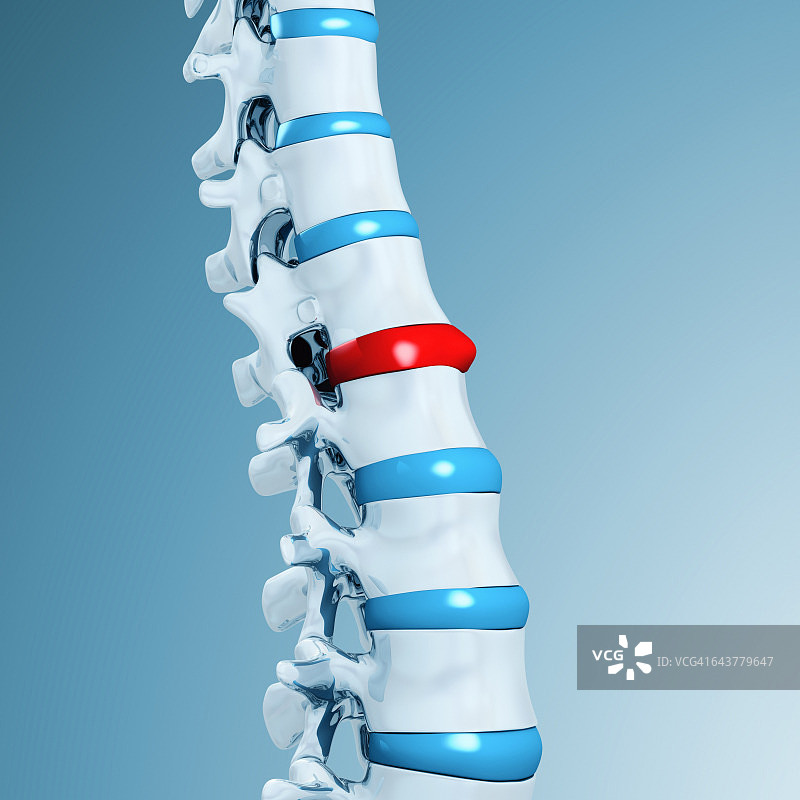 带椎间盘的腰椎图片素材