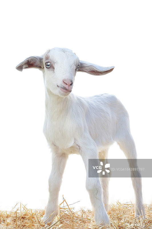 阿尔卑斯山小山羊图片素材