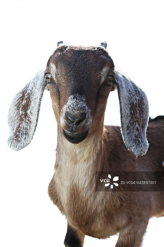 有角的成年努比亚山羊图片素材