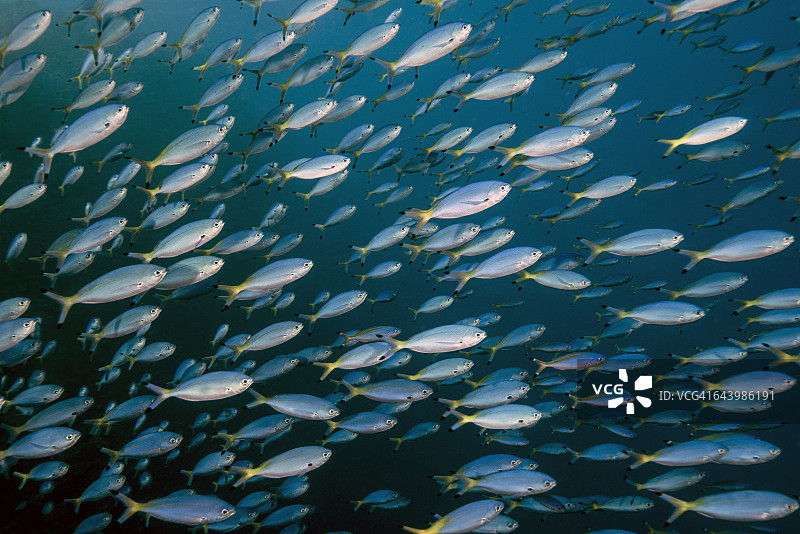 月球枪骑兵学校图片素材