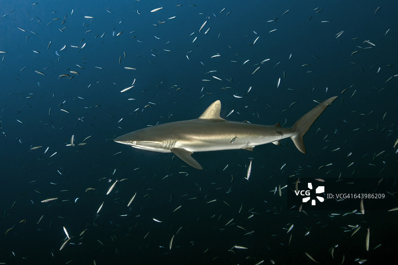 丝鲨与清洁鱼共游图片素材
