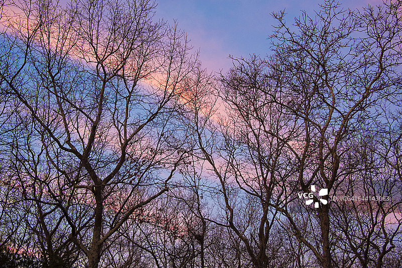 日出树林图片素材