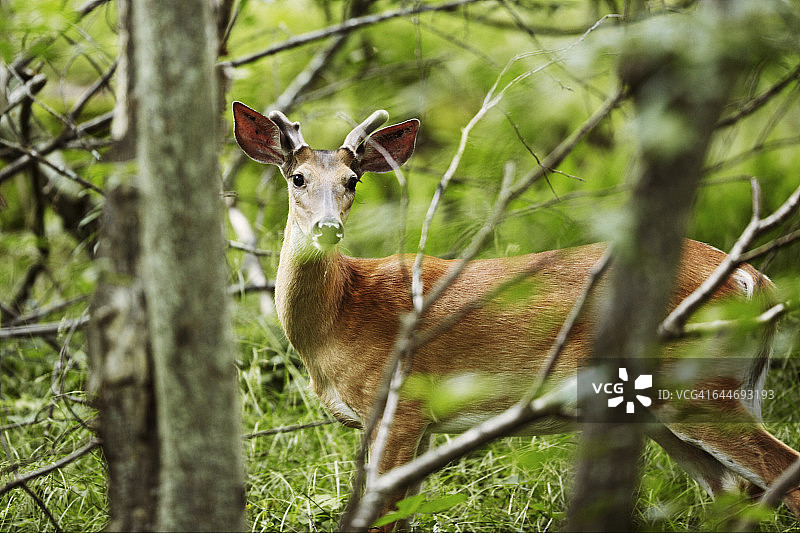 穿梭于树林间的鹿图片素材