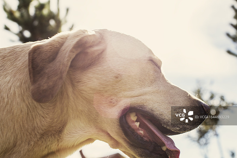 在阳光下微笑的狗图片素材