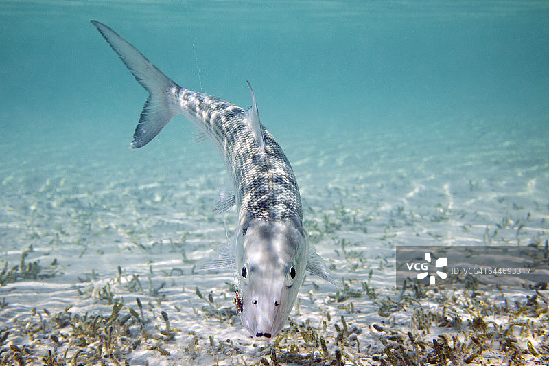 嘴里含着飞蝇的水下海鲢图片素材