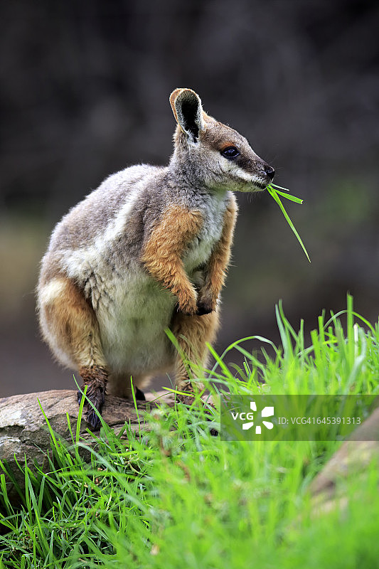 黄脚岩袋鼠图片素材
