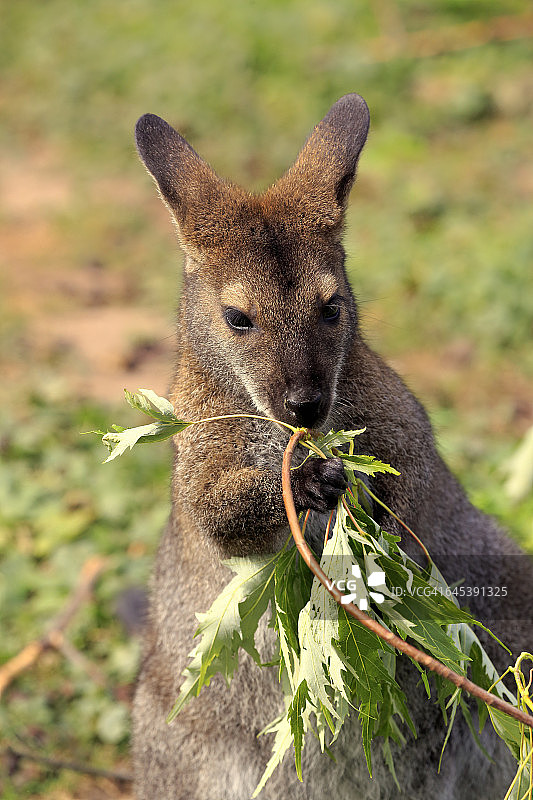 红颈袋鼠图片素材