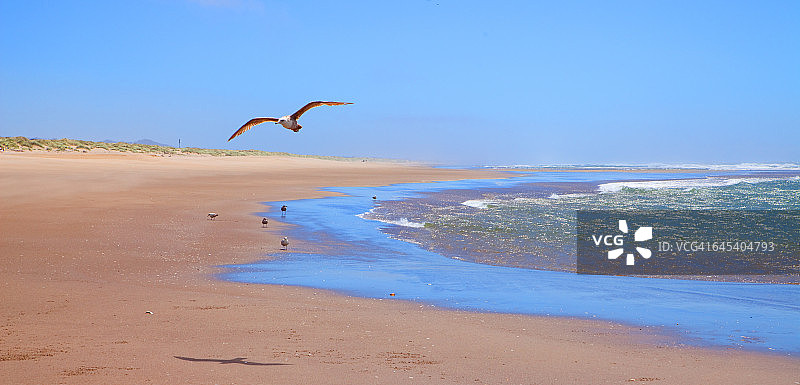 飞翔的海鸥在乌姆普夸海滩图片素材