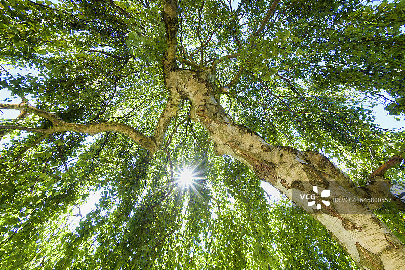 树梢有阳光的桦树图片素材