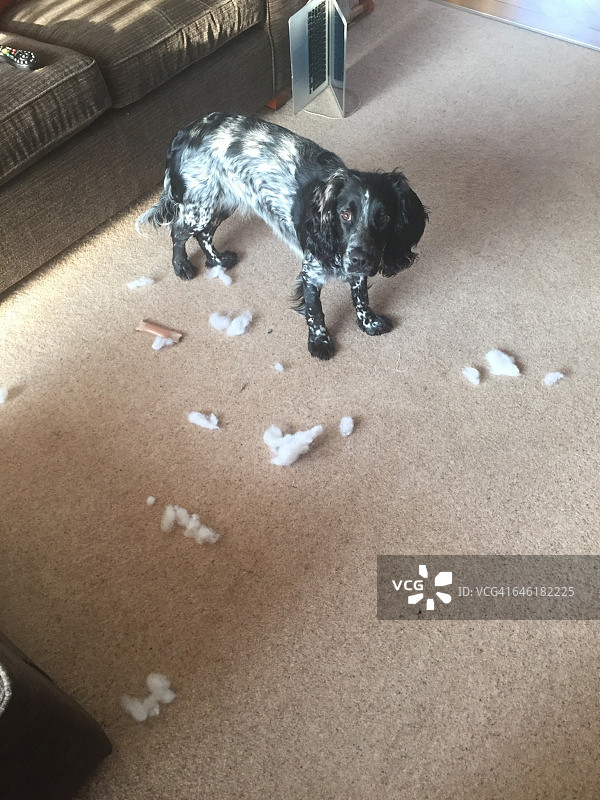 宠物搞笑瞬间图片素材