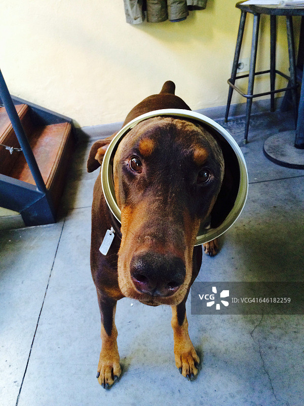 宠物搞笑瞬间图片素材