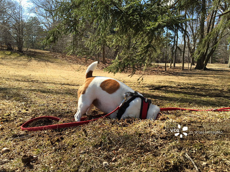 宠物搞笑瞬间图片素材