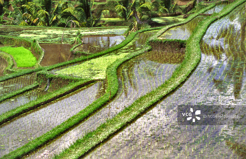 印度尼西亚巴厘岛乌布附近的稻田图片素材