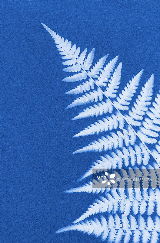 蕨类植物图片素材