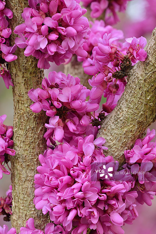 紫荆花图片素材