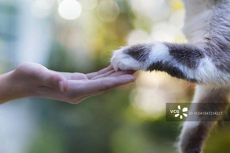 年轻女子在户外牵着宠物猫的手图片素材