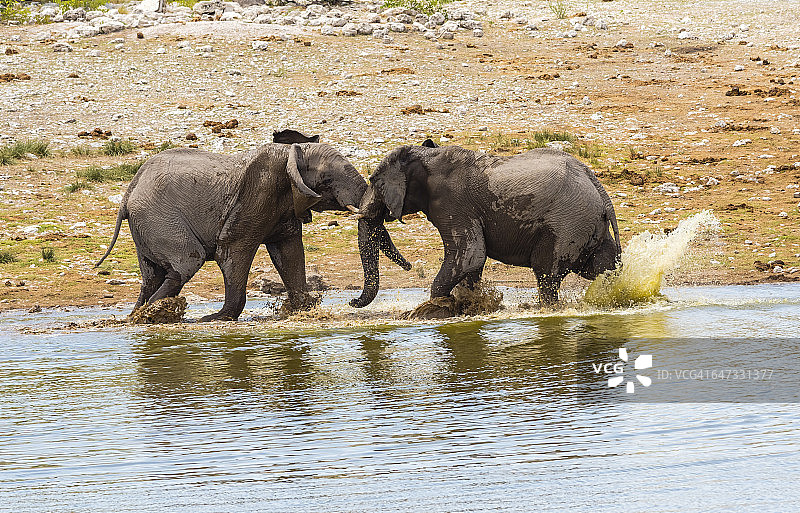 非洲象在水坑边争斗图片素材