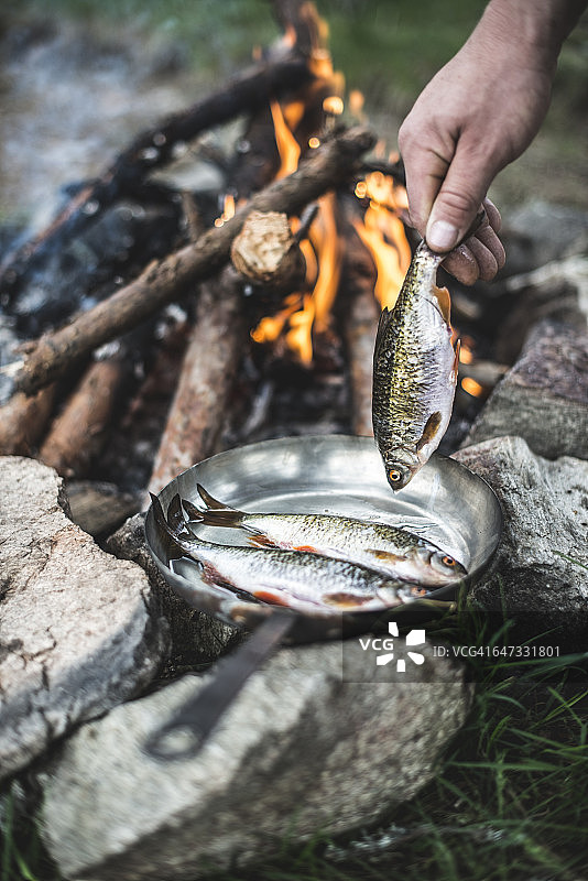 男子在篝火旁将红眼鱼放入锅中煎炸图片素材