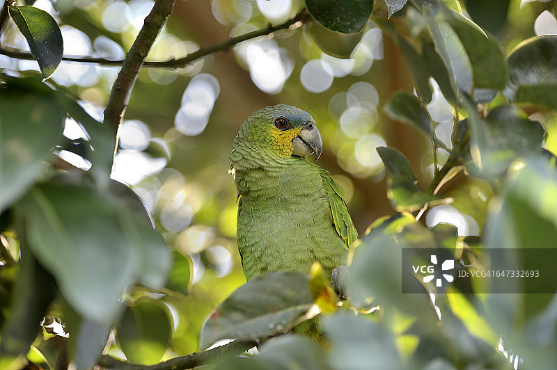 巴西帕拉州：栖息在树上的蓝额亚马逊鹦鹉图片素材