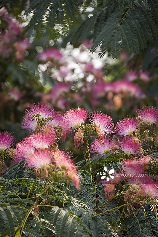 波斯合欢花图片素材