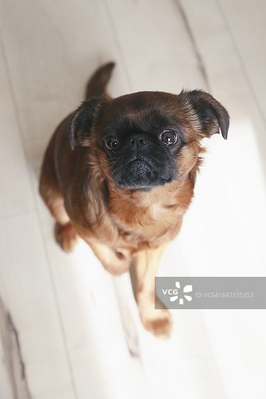 小布拉班森犬抬头看镜头的肖像图片素材