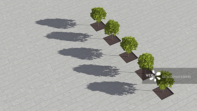 俯视视角下的五棵糖枫树，3D渲染图片素材