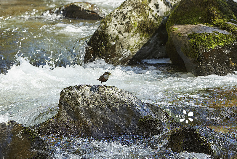 在埃克斯穆尔筑巢的白喉河乌图片素材