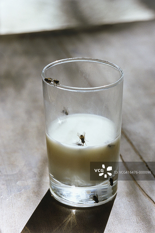 牛奶中的苍蝇图片素材